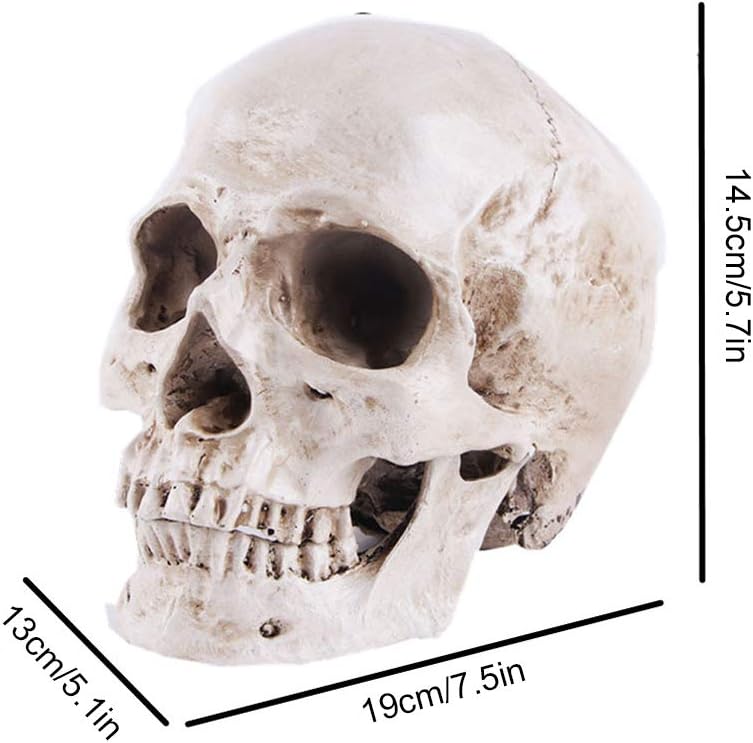 VIOKKO Human Skull Model, Life Size Anatomical Head Skull Model with Removable Jaw, Resin Realistic Replica Skull High Precision Teaching Tool Halloween Decor - Image 5